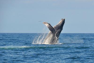 Eco Whale Watching Experience in Puerto Vallarta Eco Whale Watching Experience in Puerto Vallarta