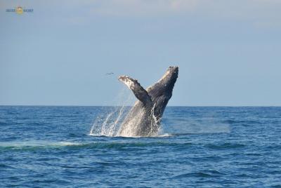 Whale Watching Expedition Whale Watching Expedition