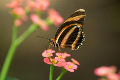 Macro Photography Workshop at Jardin Magico Butterfly Preserve Macro Photography Workshop at Jardin Magico Butterfly Preserve