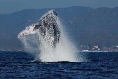 Whale & Dolphin Watching with a Biologist in Puerto Vallarta Whale & Dolphin Watching with a Biologist in Puerto Vallarta