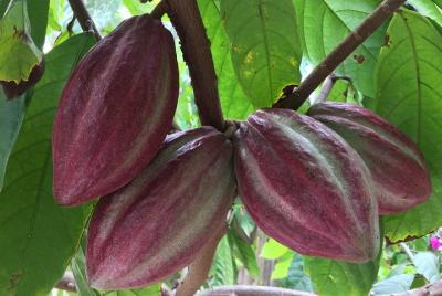 Chocolate Tour in Vallarta Chocolate Tour in Vallarta