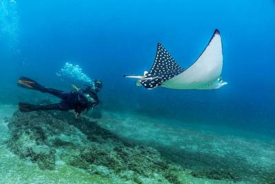 Scuba Diving with a 5-Star PADI Center in Puerto Vallarta Scuba Diving with a 5-Star PADI Center in Puerto Vallarta