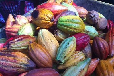 Chocolate and Cobblestones San Miguel De Allende Walking Tour Chocolate and Cobblestones San Miguel De Allende Walking Tour