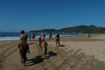 Horseback Riding on the Beach and Through a Coconut Plantation Horseback Riding on the Beach and Through a Coconut Plantation