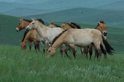Day Tour of Hustai National Park Day Tour of Hustai National Park