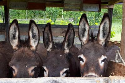 Book Your Donkey Farm Tour