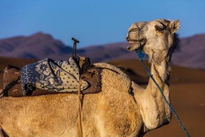 Camel Ride & Barbecue In Agadir  Camel Ride & Barbecue In Agadir