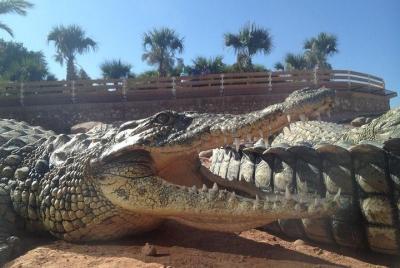 Agadir crocodile Park including transfer and tickets Agadir crocodile Park including transfer and tickets