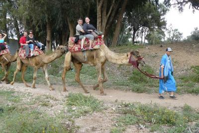 camel Agadir camel Agadir