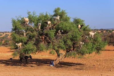 Excursion Essaouira 1 Day Departure From Agadir Excursion Essaouira 1 Day Departure From Agadir