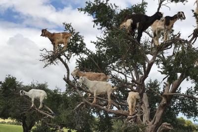 Goats on the Argan Trees
