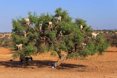 Tree-climbing Goats in Agadir Tree-climbing Goats in Agadir
