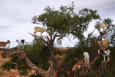 Goats on the Tree in Agadir Morocco Goats on the Tree in Agadir Morocco