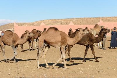 Visit weekly Camel Market Visit weekly Camel Market
