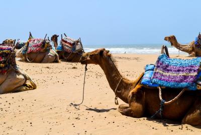 Camel Ride on the Beach of Essaouira Camel Ride on the Beach of Essaouira