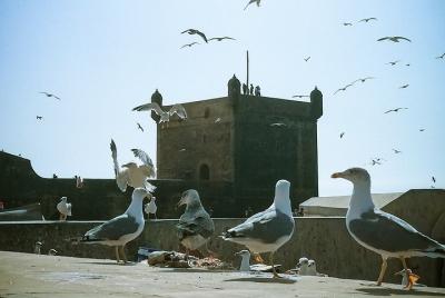 Essaouira - Day Trip from Marrakech - /shared/small group (8 pers) Essaouira - Day Trip from Marrakech - /shared/small group (8 pers)