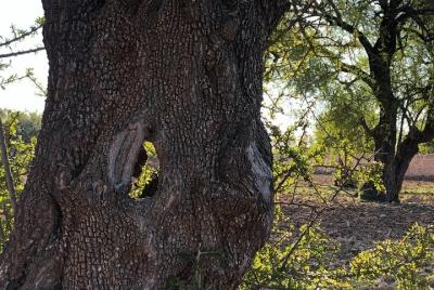 Arganforest, Saadien Sugar fabric & Argan production Arganforest, Saadien Sugar fabric & Argan production