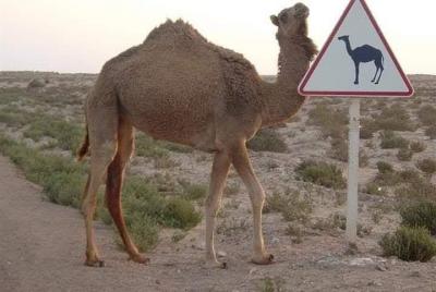 Overnight Small-Group Desert Tour from Fez with Camel Ride and Desert Camp Overnight Small-Group Desert Tour from Fez with Camel Ride and Desert Camp