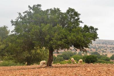 From Marrakech to Essaouira : Private Day Trip 