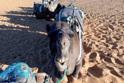 Small Group 3 Days Desert Trip From Fez to Marrakesh Small Group 3 Days Desert Trip From Fez to Marrakesh