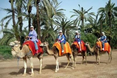 Marrakech Half-Day Camel Ride in Palm Grove Marrakech Half-Day Camel Ride in Palm Grove