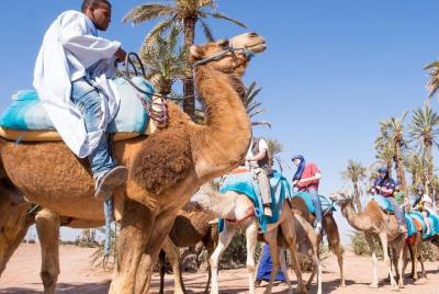 camel ride on the palm grove marrakech camel ride on the palm grove marrakech