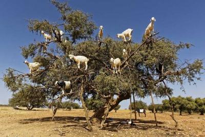 Essaouira from Marrakech Small Group Full Day Tour