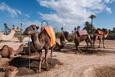 Jewish Marrakech Morocco Tour
