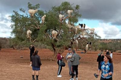 Marrakech Essaouira day trip   Marrakech Essaouira day trip