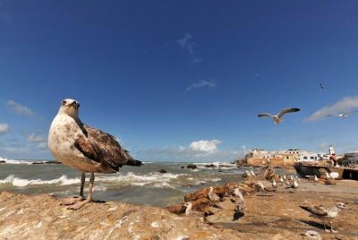 Essaouira Day Trip from Marrakech