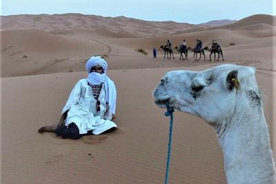 Camel Ride And Overnight in The Sahara Desert