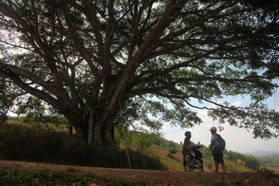 Half Day Tea plantation trek from Pindaya