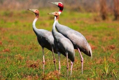 Myanmar Bird Watching Tour Myanmar Bird Watching Tour