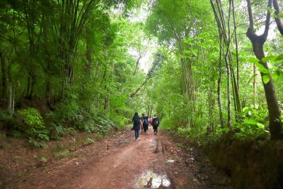 Forest Day trekking Forest Day trekking