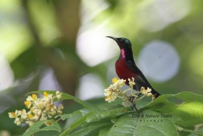 Half-Day Bird Watching Tour in Yangon