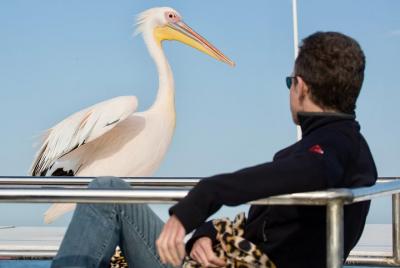 Marine Dolphin Seal Cruise