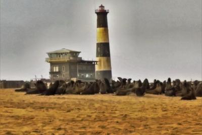 Seal Colony of Pelican Point at Jen's Bookings