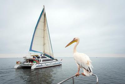 Sail daily from the Walvis Bay Waterfront in search of the Namibi