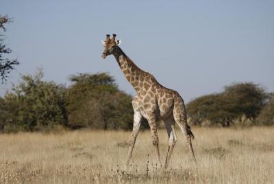 1 Day Okapuka Game Ranch Tour 1 Day Okapuka Game Ranch Tour
