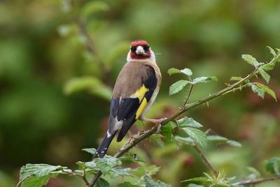 Half day Shivapuri bird watching tour Half day Shivapuri bird watching tour