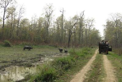 Jeep Safari in Chitwan ( whole day, 8-10 hrs.) inside the Chitwan National Park. Jeep Safari in Chitwan ( whole day, 8-10 hrs.) inside the Chitwan National Park.