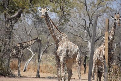 Into the Wild - Yankari Game Reserve Into the Wild - Yankari Game Reserve