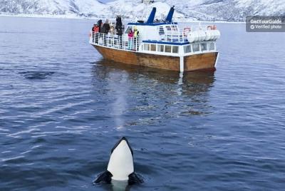 Roving Whale and Seabird Safari from Tromso