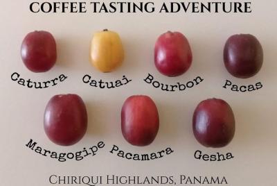 Geisha Coffee Tasting Experience