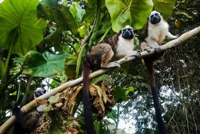Jungle Canal Half-Day Kayak Tour with Monkey Island Jungle Canal Half-Day Kayak Tour with Monkey Island