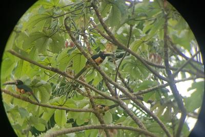Virtual Birdwatching Tour at the Panama Canal Virtual Birdwatching Tour at the Panama Canal