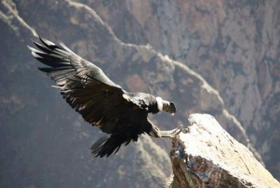 Full Day Trip to Colca Canyon from Arequipa Full Day Trip to Colca Canyon from Arequipa