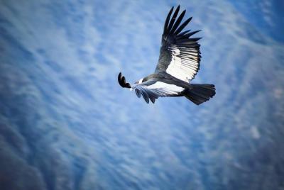 Colca Canyon Sightseeing Tour 2-Day 1-Night Colca Canyon Sightseeing Tour 2-Day 1-Night
