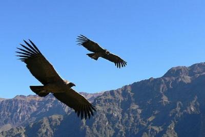 2 days 1 night Colca Canyon tour from Arequipa