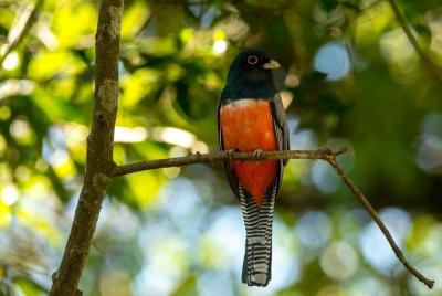Asuncion Birding Tour Asuncion Birding Tour